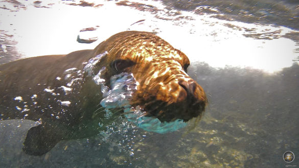 Das Tierfoto ist eine Nahaufnahme vom Gesicht eines Seelöwen. Mit Seelöwen Schnorcheln und Schwimmen vor der Insel Bartolome am Pinnacle Rock im Galapagos Nationalpark Ecuador