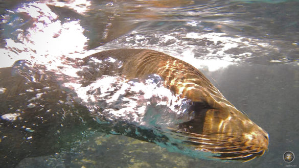 Das Tierfoto ist eine Nahaufnahme vom Seelöwen. Mit Seelöwen Schnorcheln und Schwimmen vor der Insel Bartolome am Pinnacle Rock im Galapagos Nationalpark Ecuador