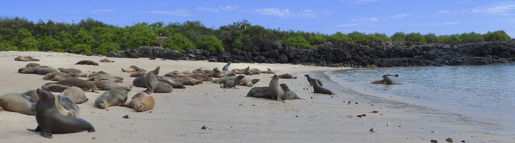Das Tierfoto zeigt eine Seelöwenkolonie in der Barrington Bay der Insel Santa Fe im Galapagos Nationalpark Ecuador