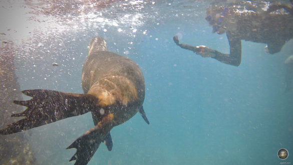 Das Tierfoto zeigt einen Taucher, der einen Seelöwen filmt. Tierbeobachtung von Seelöwen beim Tauchen und Schnorcheln vor Insel Bartolome im Galapagos Nationalpark Ecuador