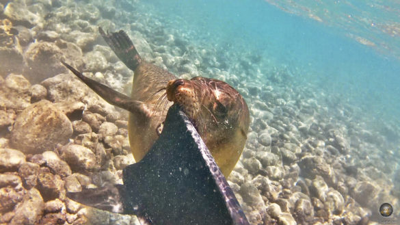 Das Tierfoto zeigt einen verspielten Seelöwen, der in eine Taucherflosse beisst. Unterwasserfoto beim Schnorcheln vor der Insel Santa Fe im Galapagos
