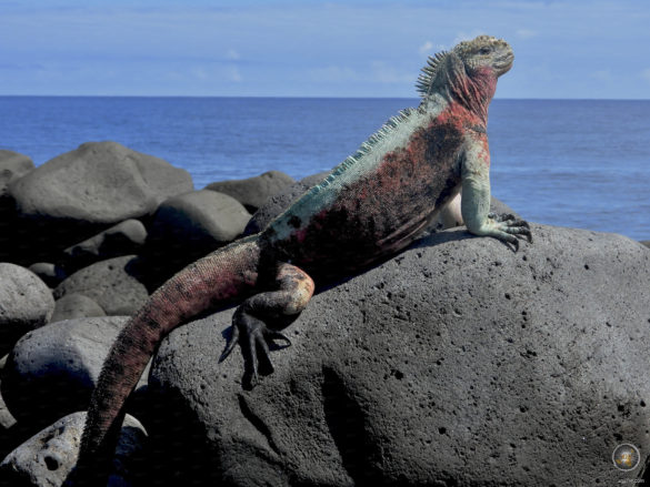 Männliche Espanola Meerechse Christmas-Echse Galapagos Nationalpark Ecuador