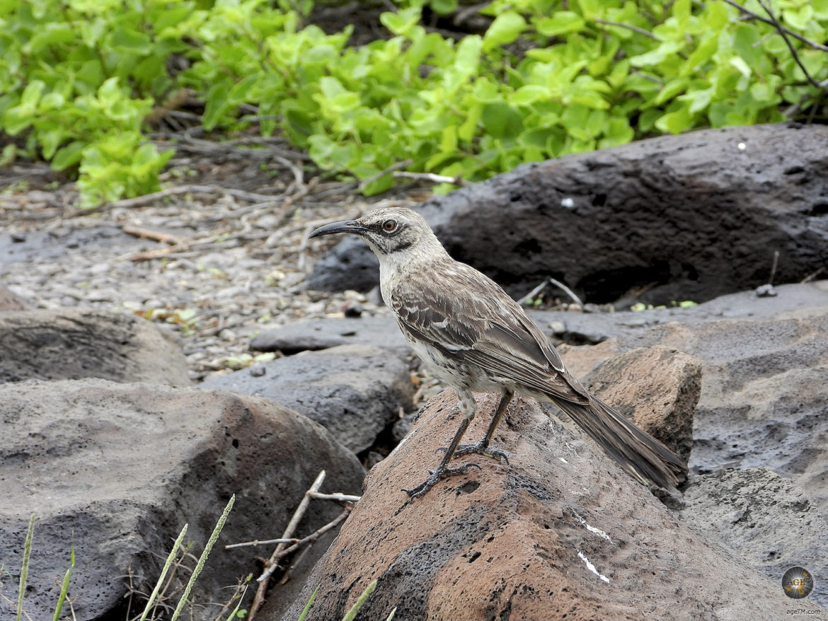 Espanola Spottdrossel Insel Espanola Galapagos Nationalpark Ecuador
