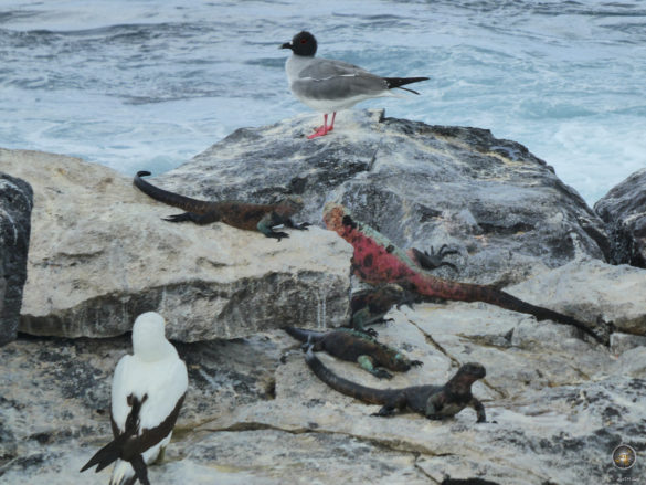 Tierische Vielfalt Gabelschwanzmöwen, Meerechsen und Tölpel Espanola Galapagos Nationalpark Ecuador