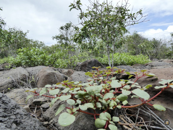 Vegetation Espanola Galapagos Nationalpark Ecuador