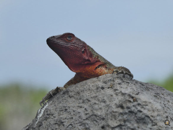 Weibliche Espanola Lavaechse Galapagos Nationalpark Ecuador