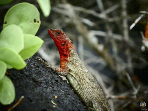 Weibliche Lavaechse auf Espanola Galapagos Nationalpark Ecuador