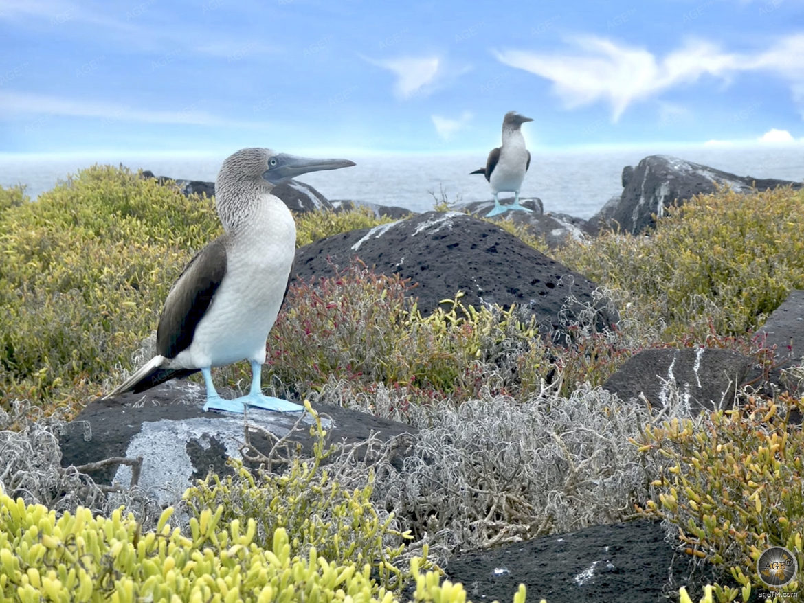 Blaufusstoelpel auf der Insel Espanola im Galapagos Nationalpark Ecuador