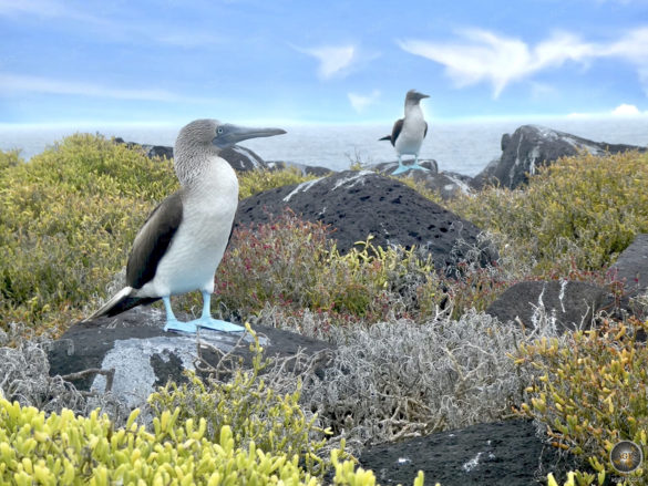 Blaufusstoelpel auf der Insel Espanola im Galapagos Nationalpark Ecuador