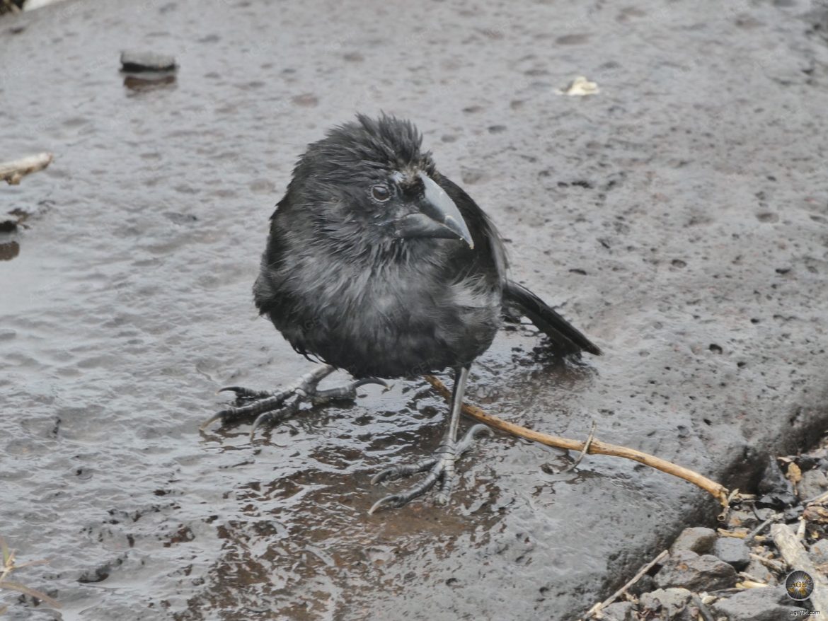 Darwinfink-auf-Espanola-Galapagos-Nationalpark-Ecuador