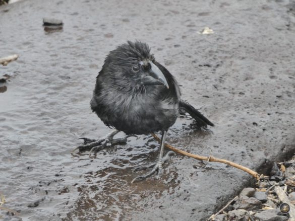 Darwinfink-auf-Espanola-Galapagos-Nationalpark-Ecuador