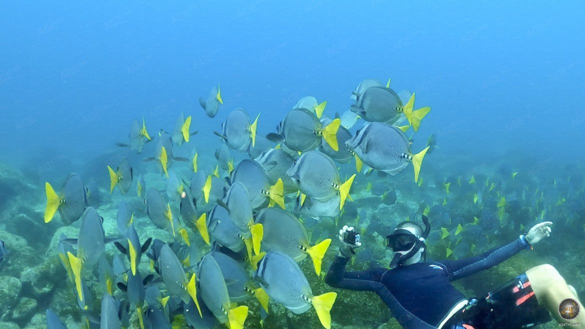 Fische fotografieren Schnorcheln Insel Espanola Galapagos Nationalpark