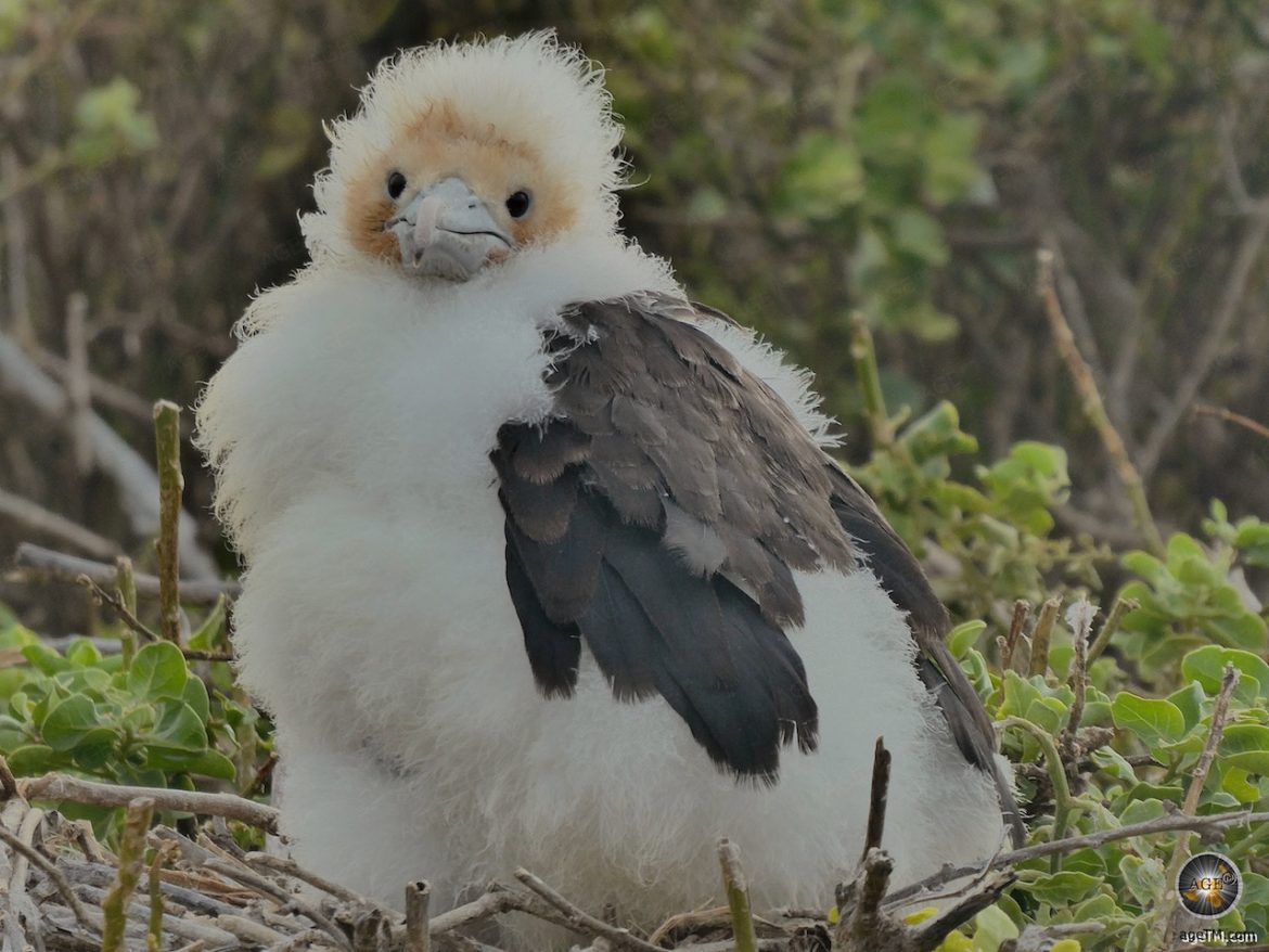 Fregattvogel Jungtier auf Insel Genovesa Galapagos Nationalpark Ecuador