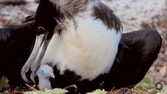 Fregattvogel mit Nestling auf Insel Genovesa Galapagos Nationalpark Ecuador