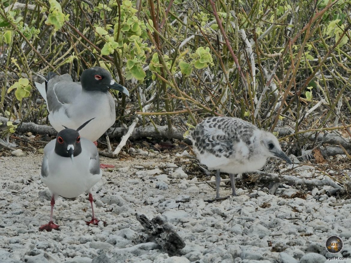 Gabelschwanzmöven Familie auf Insel Genovesa Galapagos Nationalpark Ecuador