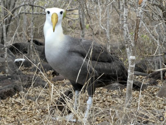 Galapagos Albatros auf der Insel Espanola im Galapagos Nationalpark