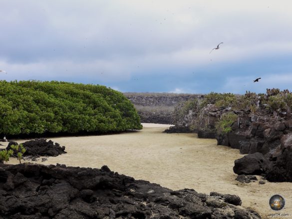 Insel Genovesa mit Palo Santo Bäumen Galapagos Nationalpark Ecuador