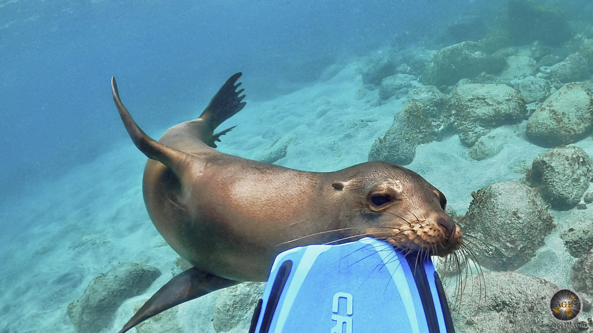 Tierfoto - Ein Seelöwe beisst in die Taucherflosse beim Schnorcheln vor der Insel Espanola im Galapagos Nationalpark in Ecuador. Unterwasserfoto UNESCO Weltnaturerbe