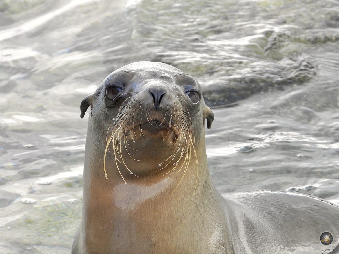 Seeloewe auf Espanola Galapagos Nationalpark Ecuador