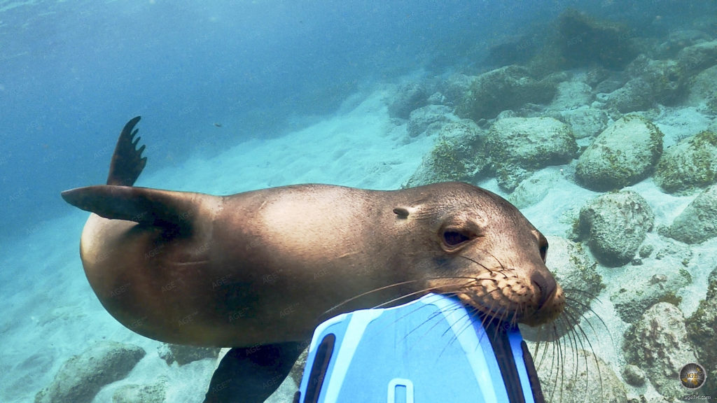 Tauchen auf Galapagos - Bester Guide 2025 Galapagos Tauchen 5 Das Tierfoto zeigt einen Seelöwen der in einen Taucherflosse beisst. Unterwasserfoto beim Schnorcheln vor der Insel Espanola im Galapagos Nationalpark in Ecuador. Eine Tierbeobachtung beim Tauchen und Schnorcheln.