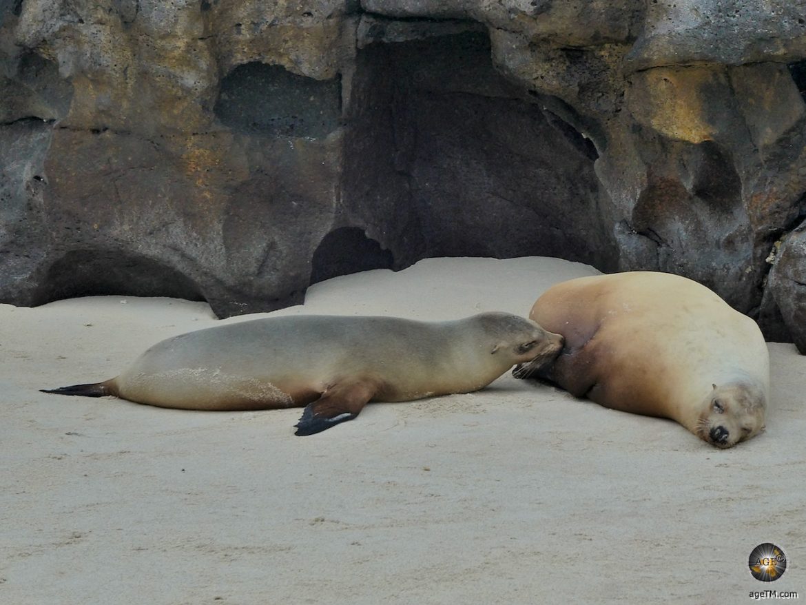 Seelöwe säugt Jungtier auf Insel Genovesa Galapagos Nationalpark Ecuador