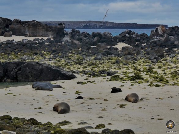 Seelöwen am Strand der Insel Genovesa Galapagos Nationalpark Ecuador