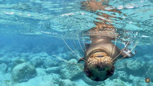 Das Tierfoto zeigt einen verspielten auf Kopf schwimmenden Seelöwen. Unterwasserfoto beim Schnorcheln vor der Insel Espanola im Galapagos Nationalpark in Ecuador