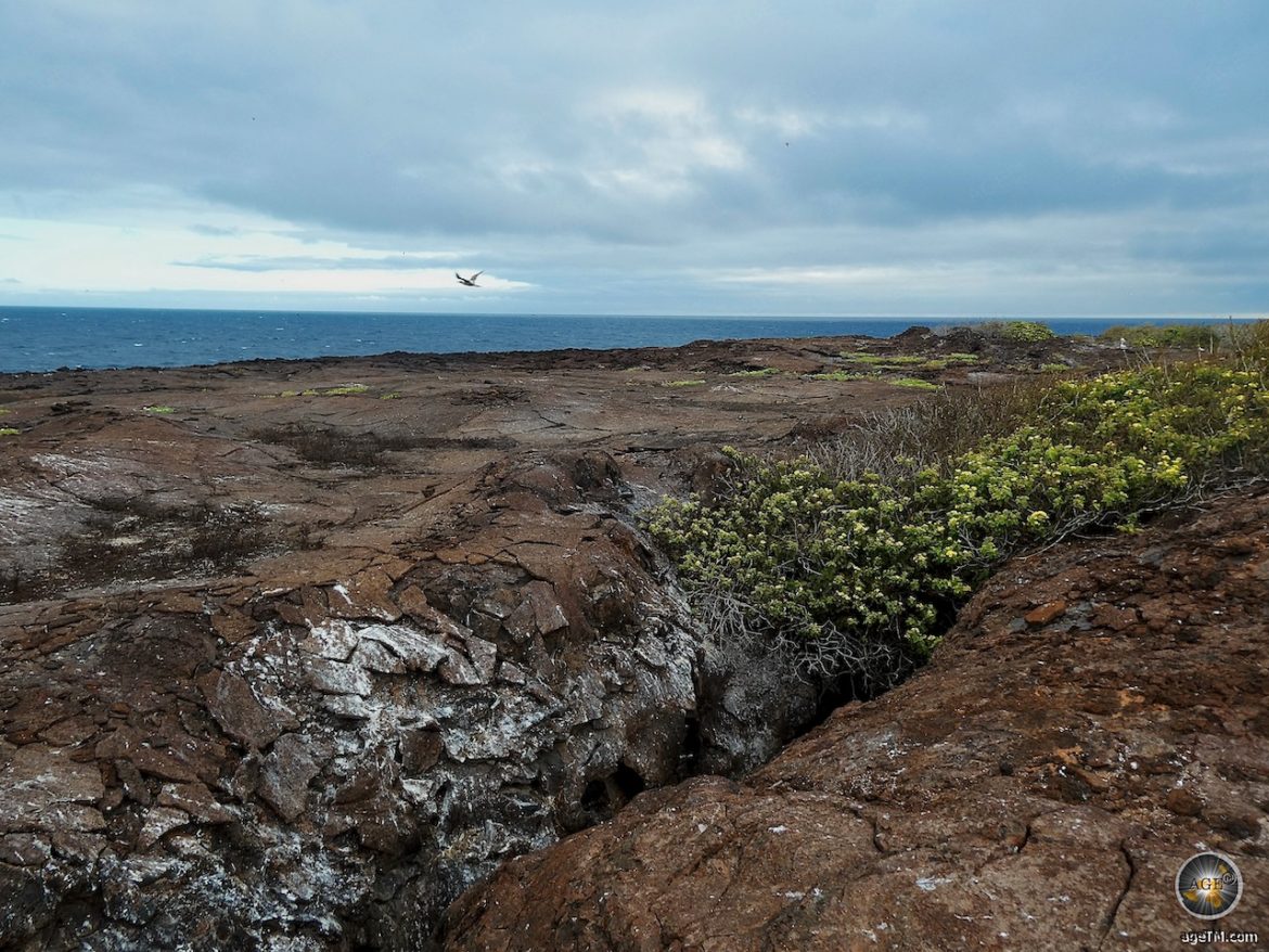 Vulkangestein auf Insel Genovesa Galapagos Nationalpark Ecuador