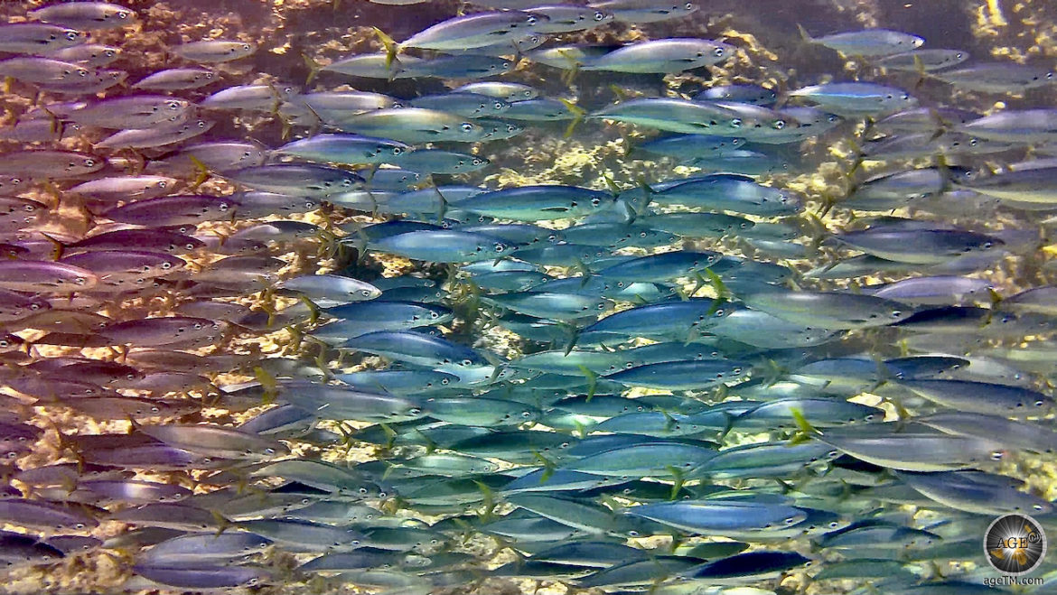 Fischschwarm beim Schnorcheln vor Insel Espanola Galapagos Ecuador