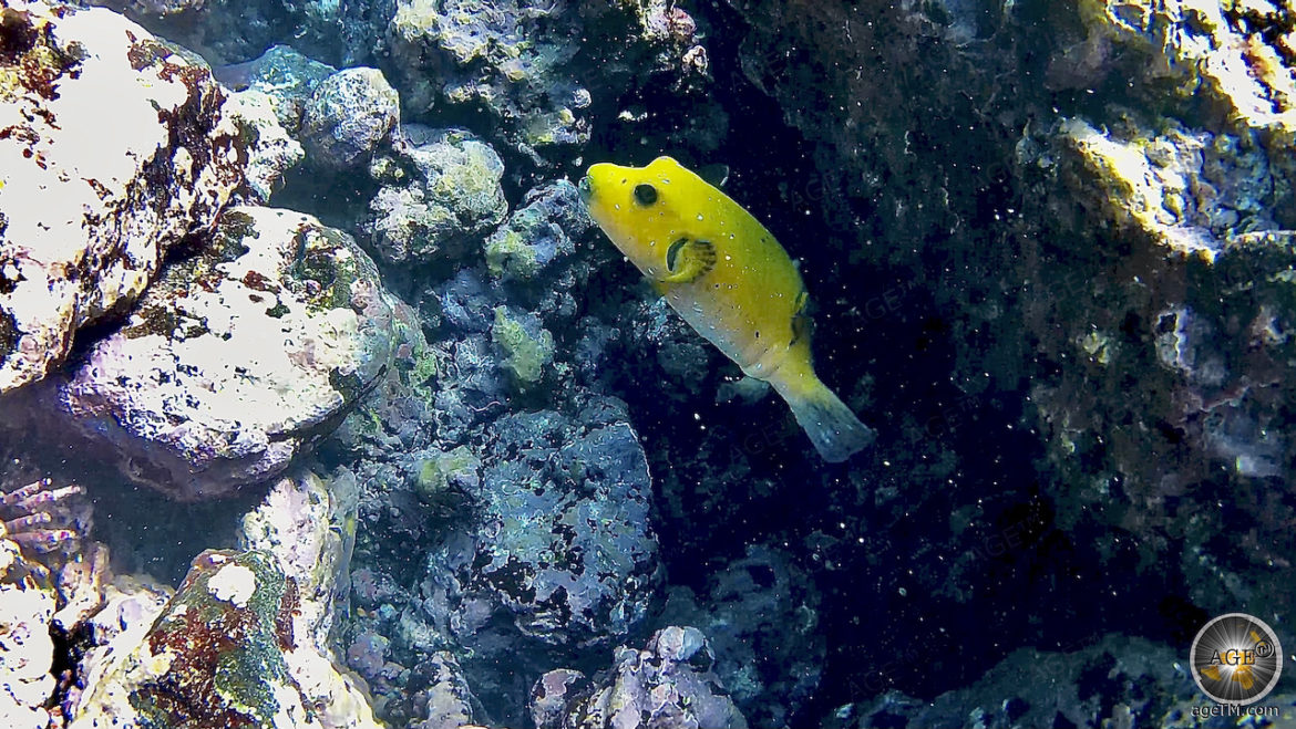Gelber Perlhuhn Kugelfisch - Arothron meleagris - Espanola Tauchen auf Galapagos