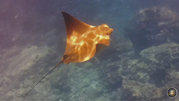 Golden Ray - Rhinoptera - Espanola Tauchen auf Galapagos Tierwelt unter Wasser