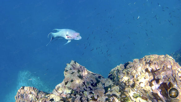 Streamer Hogfish -vieja ribeteada - Schnorcheln Insel Espanola Galapagos Ecuador