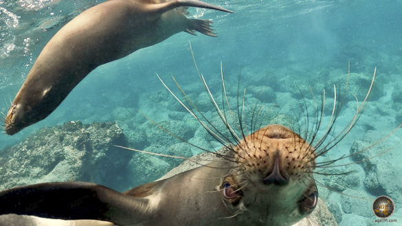 Das Tierfoto zeigt 2 verspielte Seelöwen unter Wasser. Ein Seelöwe ist ganz nah vor der Unterwasserkamera. Aufgenommen beim Schnorcheln vor der Insel Espanola im Galapagos Nationalpark in Ecuador.