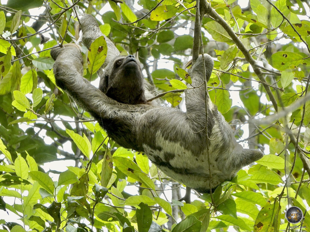 Kanoën door het regenwoud in Ecuador Wild Life Tour Luiaard Perezoso in het Amazone-regenwoud Bamboo Lodge Tour in het Cuyabeno Wildlife Reserve Ecuador