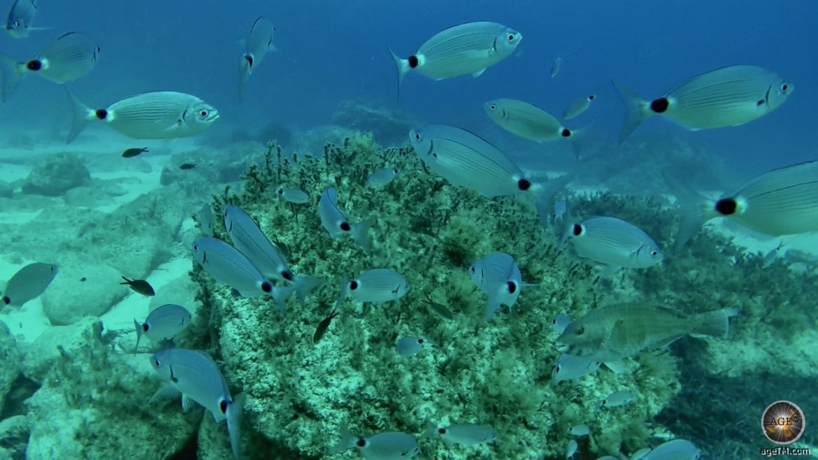 Unterwasserfoto zeigt einen Fischschwarm beim Tauchen in Malta vor der Insel Gozo und Camino. Taucher Aktivurlaub Inseln Malta Gozo Camino Europa