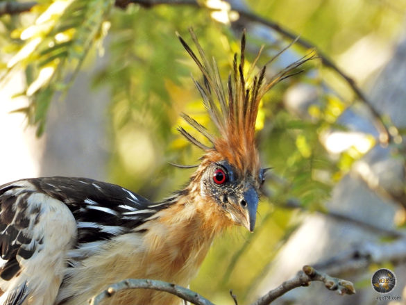 Hoatzin (Opithocomus hoazin) Amazonas Regenwald Naturreservat Cuyabeno Reserva de producción de Fauna Ecuador