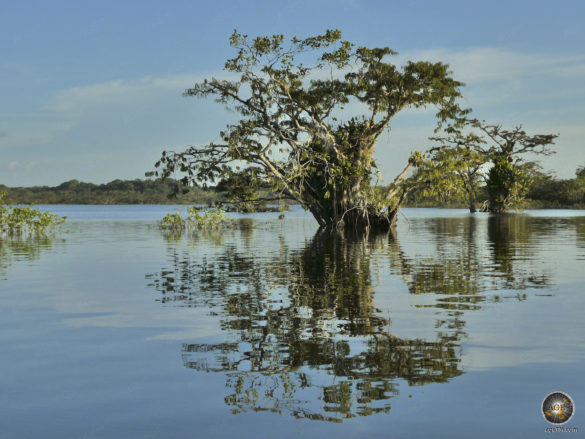 Kantour im Amazonas Regenwald - Große Lagune Naturreservat Cuyabeno Wildlife Reserve Ecuador