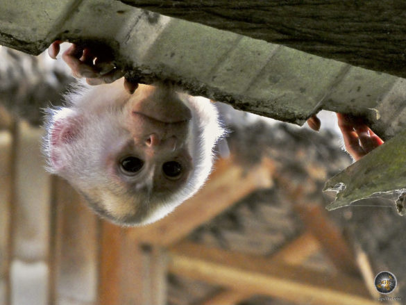 Kapuzineraffe (Cebinae) in der Bamboo Lodge im Amazonas Regenwald Cuyabeno Wildlife Reserve Ecuador