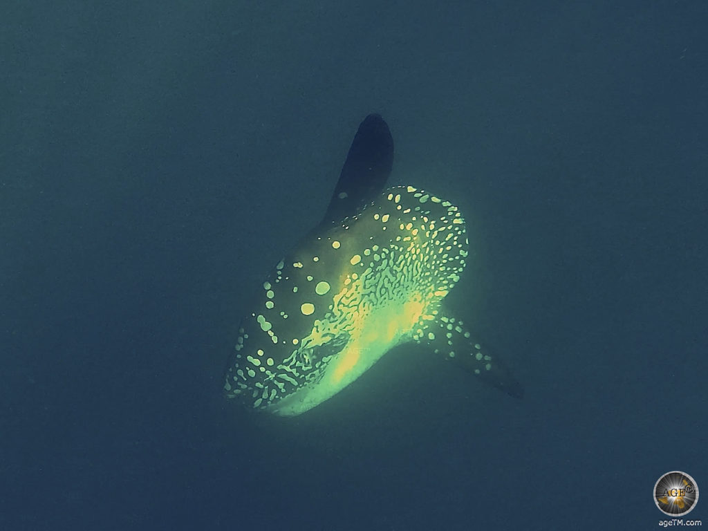 Tauchen auf Galapagos - Bester Guide 2025 Galapagos Tauchen 7 Mola Mola Punta Vicente Roca Sunfish Mondfisch Tauchsafari in Galapagos Nationalpark Ecuador