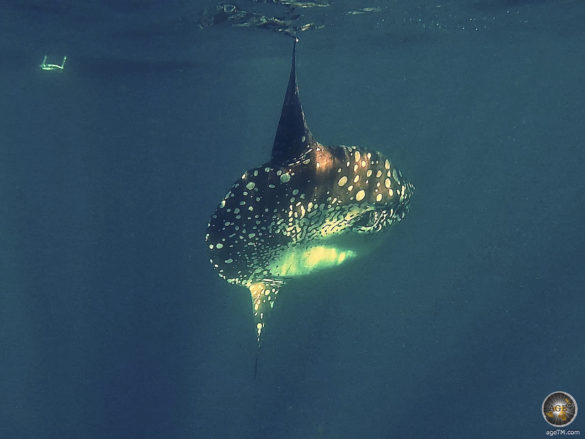 Mola Mola Sunfish Mondfisch Schnorcheln und Tauchen in Galapagos Nationalpark Ecuador