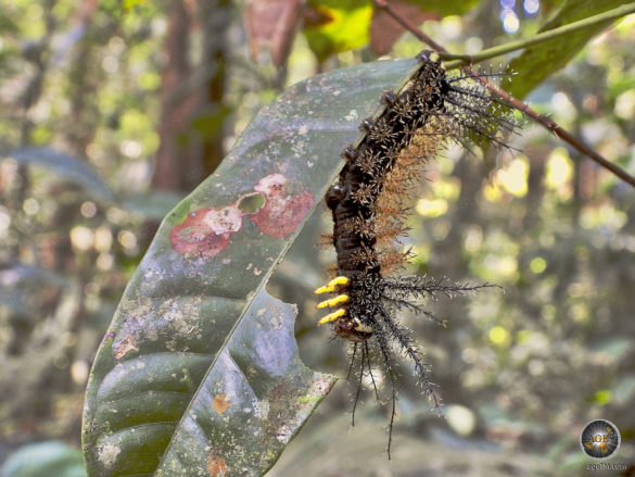 Saturniidae Raupe Amazonas Regenwald Naturreservat Cuyabeno Reserva de producción de Fauna Ecuador