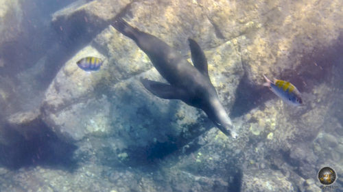 Das Tierfoto zeigt einen tauchenden Seelöwen und zwei bunte Fische. Schwimmen mit Seelöwen beim Schnorcheln in Cabo Pulmo an der Baja California in Mexiko