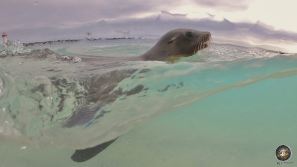 Das Tierfoto zeigt einen schwimmenden Seelöwen halb über und halb unter Wasser - Am Strand Playa Mann der Insel San Cristobal im Galapagos Nationalpark in Ecuador Unterwasserfoto im UNESCO Weltnaturerbe