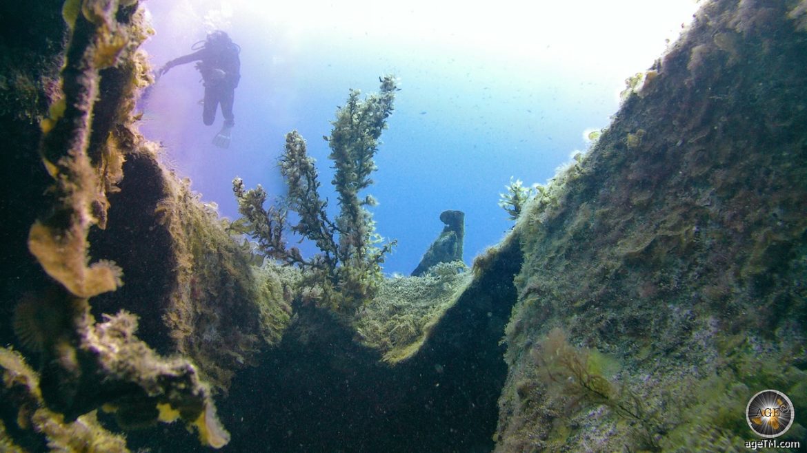 Bild zeigt Unterwasserpflanzen und Landschaft beim Tauchen in Malta vor den Inseln Gozo und Camino. Taucher Aktivurlaub Insel Malta Gozo Camino Europa