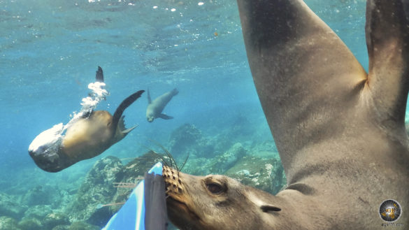Das Tierfoto zeigt 3 verspielte Seelöwen. Eine Unterwasseraufnahme beim Schnorcheln vor der Insel Espanola im Galapagos Nationalpark in Ecuador