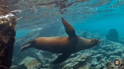 Tierfoto. Ein Galapagos Seebär schwimmt mit großen Augen und ausgebreiteten Flossen durch den Lavapool der Insel Marchena im Galapagos Nationalpark Ecuador