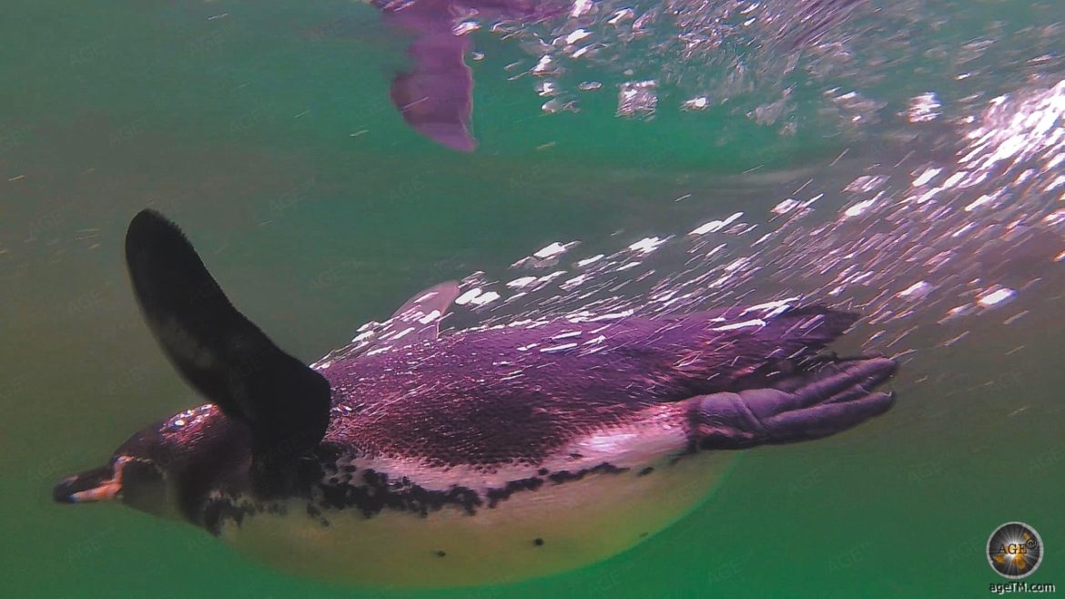Tierfoto zeigt einen tauchenden Endemischer Galápagos-Pinguin bei Concha de Perla, Insel Isabela, Galapagos Fakten und Fotos im Galapagos-Pinguin Steckbrief