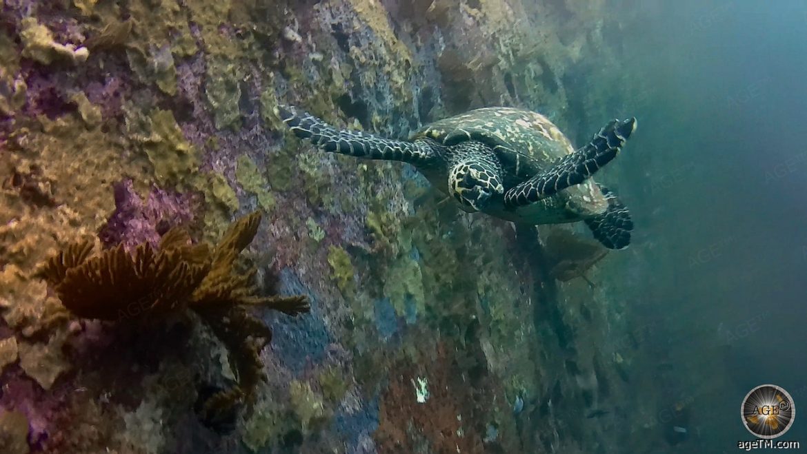 Tierfoto einer grünen Meeresschildkröte mit Korallen an einer Steilwand. Unterwasserfoto beim Tauchen am Kicker Rock bei San Cristobal Galapagos Nationalpark Ecuador