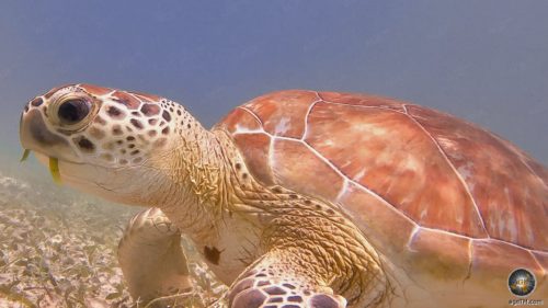 Unterwasser Nahaufnahme einer jungen Meeresschildkröte, die Seegras frisst. Tierfoto, Akumal Beach, Yucatan, Mexiko