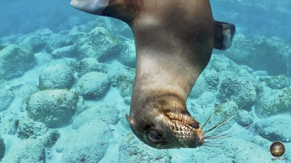 Tierfoto Nahaufnahme - Ein Seelöwe schaut kopfüber in die Unterwasserkamera. Aufgenommen beim Schnorcheln vor der Insel Espanola im Galapagos Nationalpark in Ecuador